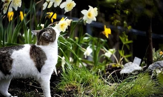 水仙花对猫有毒吗？中毒有啥症状？怎么处理？