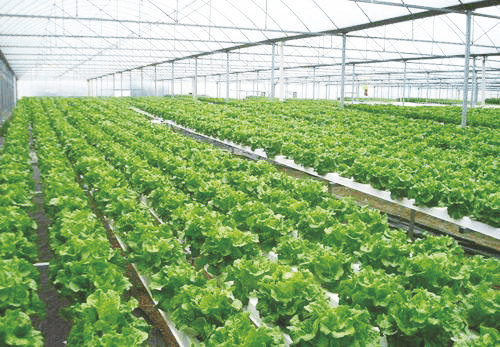 大棚蔬菜春季管理技术要点