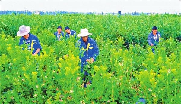 麒麟区：蓝莓种植开启智慧守护