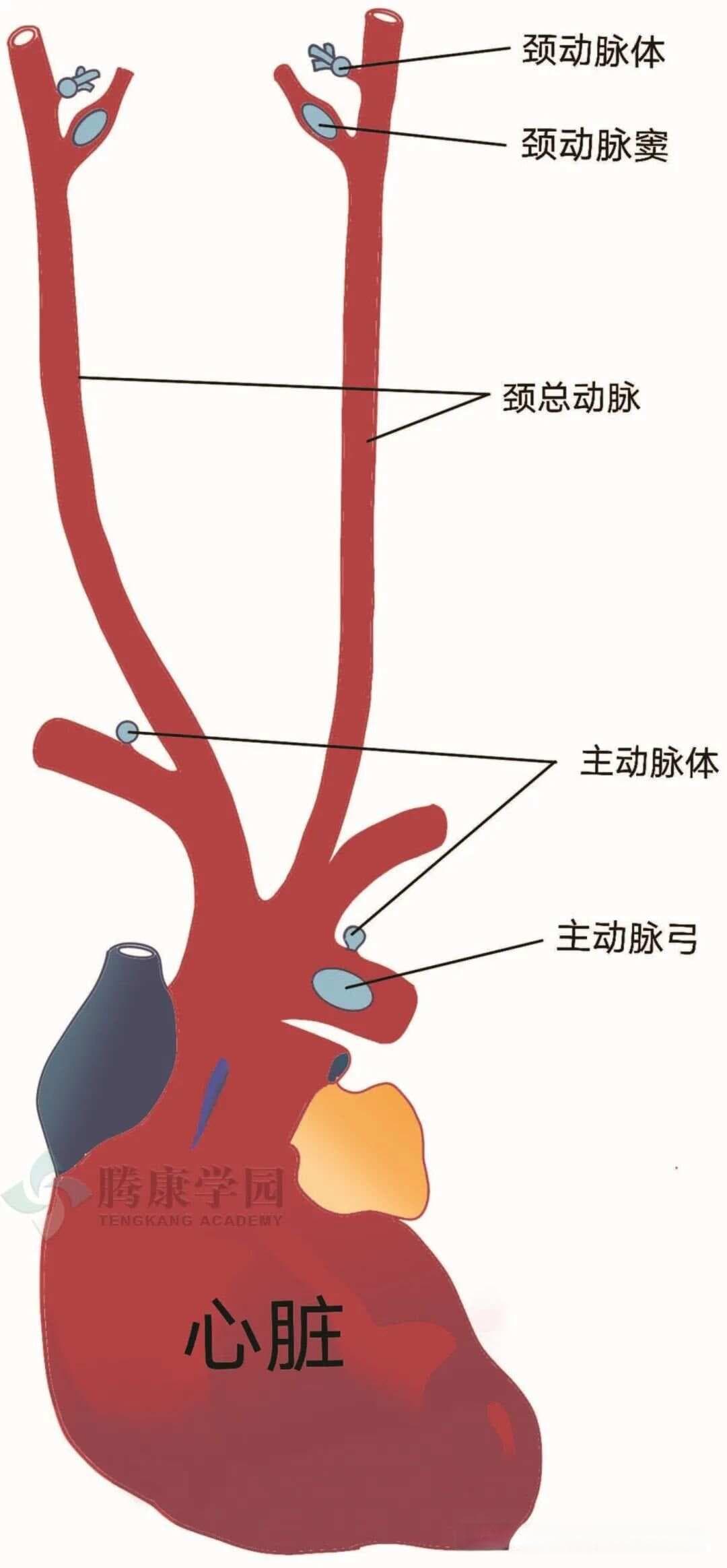 神经反射学角度整体认识人体