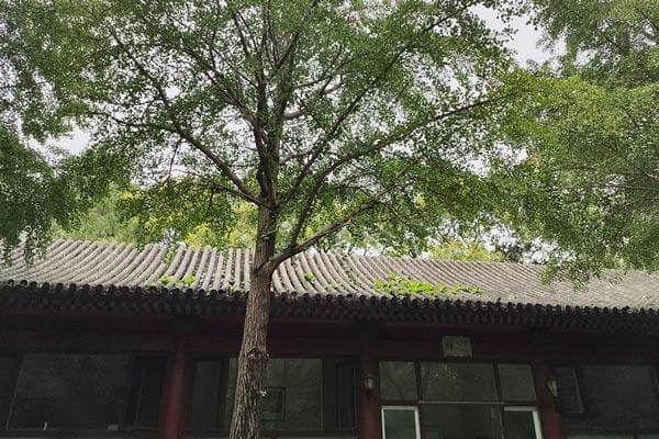清明祭祖需要准备什么东西，清明节祭拜要准备什么