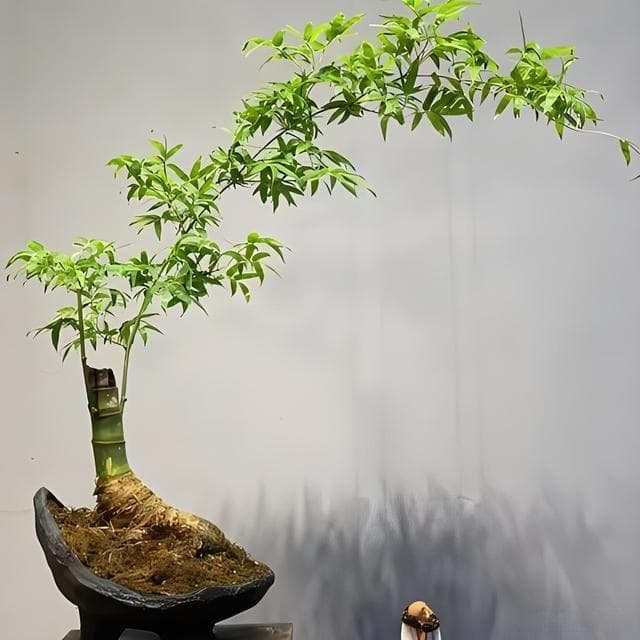 小叶簕竹是什么？小叶簕竹能养几年？