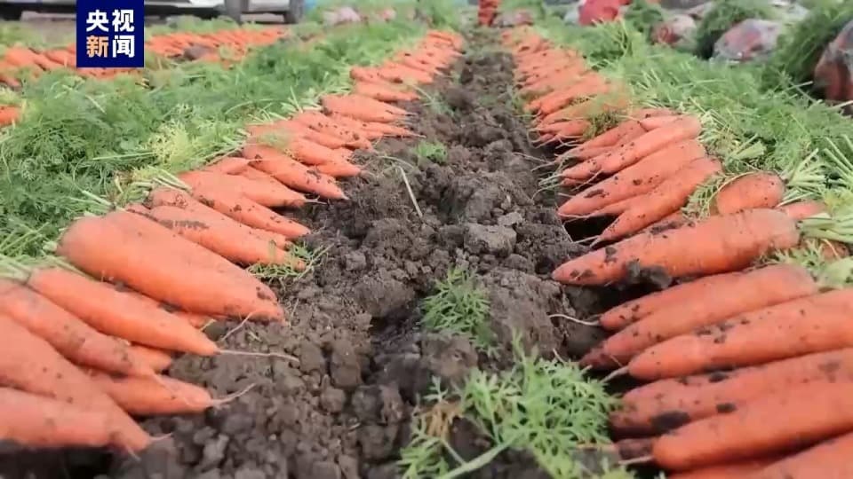 潍坊人究竟有多会种菜？全国胡萝卜出口的60%来自这里