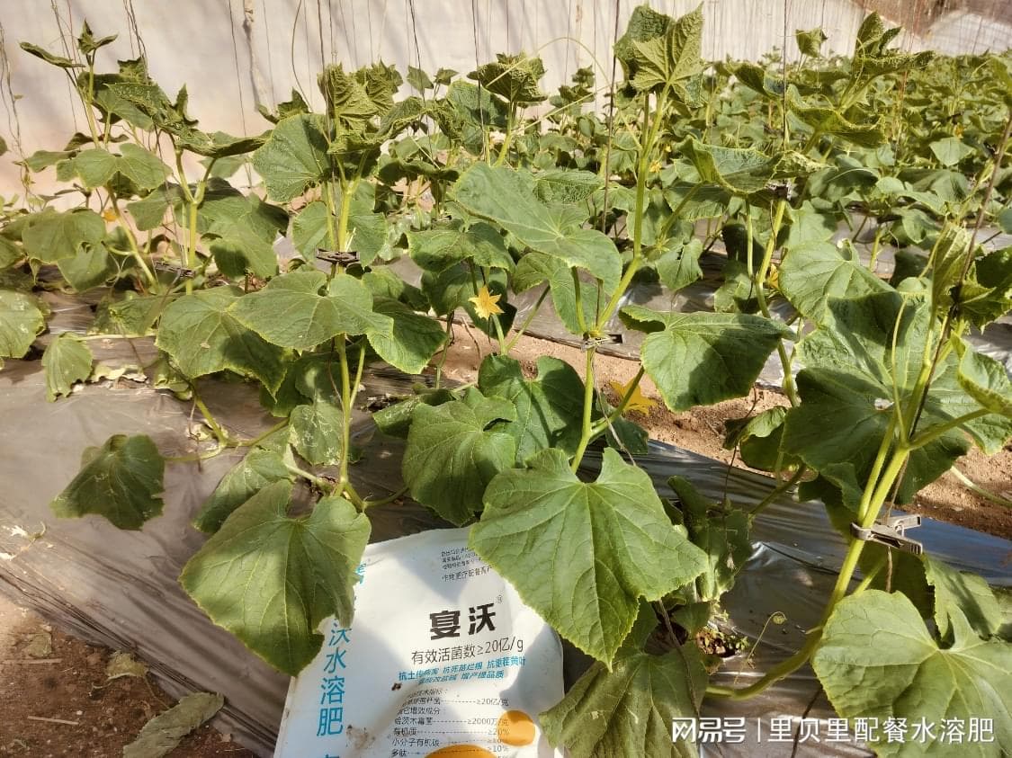 黄瓜水溶肥这样用，高产必备