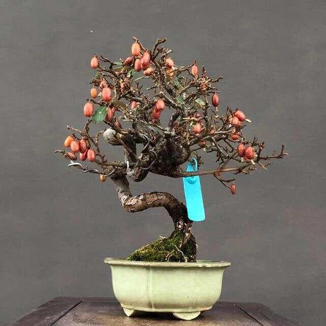 胡秃子盆景鉴赏与养护全攻略