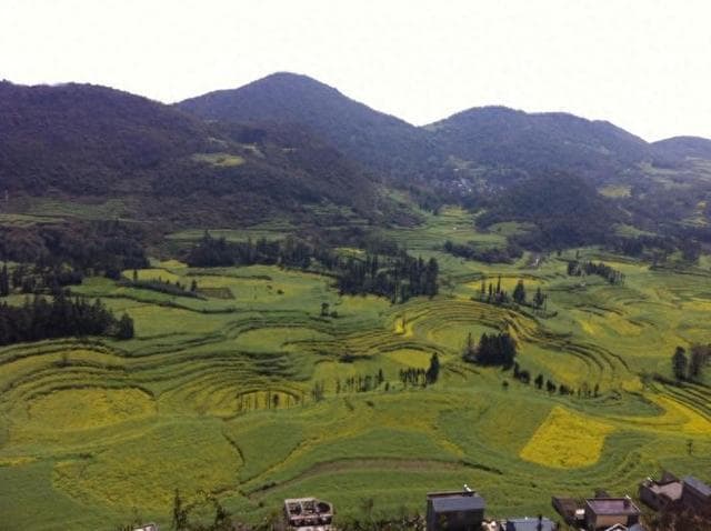 云南最全赏油菜花好去处