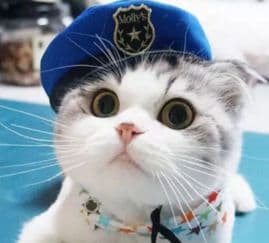 小猫起名：萌宠昵称选佳名