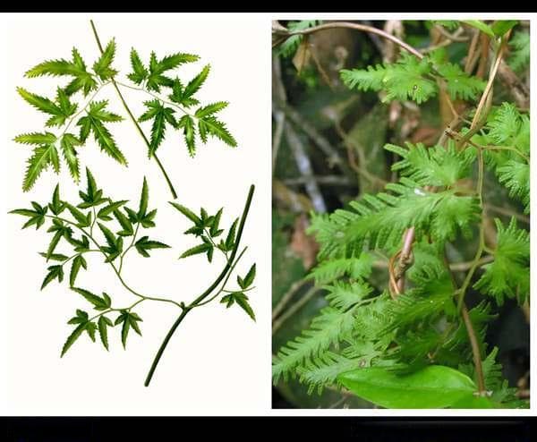 “通淋化石”草药---海金沙