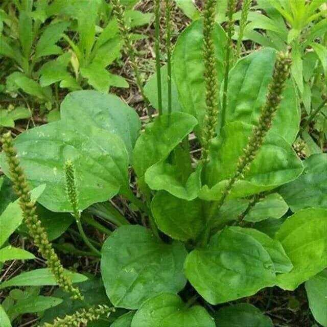 二十五种常见野菜图鉴