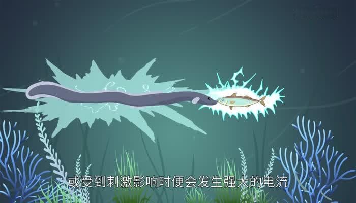 电鳗为什么会放电 电鳗放电的原因
