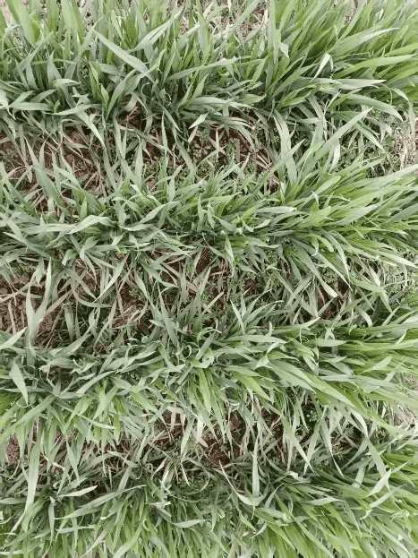 小麦春季追肥技术要点详解