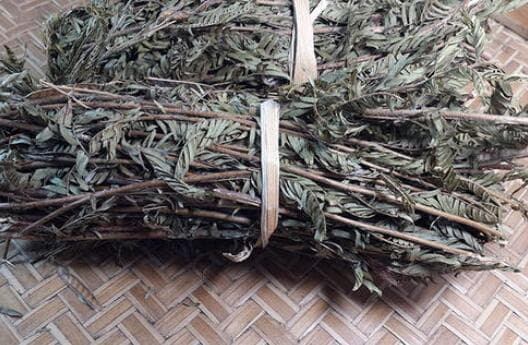 铁甲草的功效与作用 解锁铁甲草的三大功效