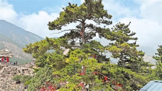 贺兰山油松：构建奇趣的微观世界