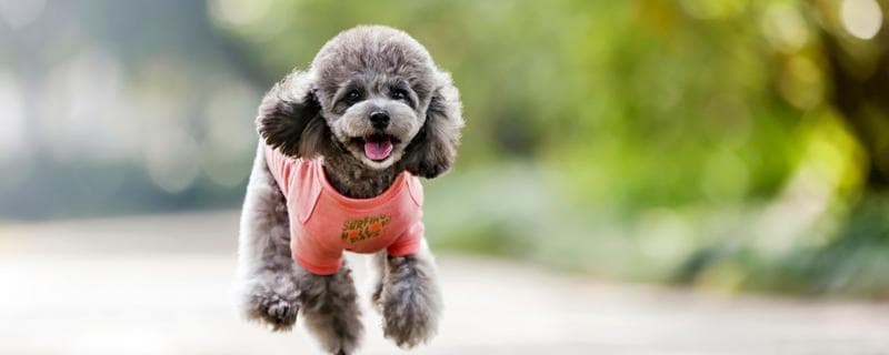 泰迪犬训练与皮肤病处理指南