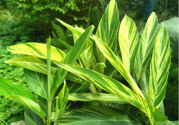 花叶良姜：一种观赏与实用兼具的植物
