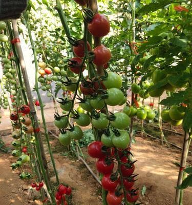 圣女果种植技术与管理法（提高产量和品质的关键技巧）