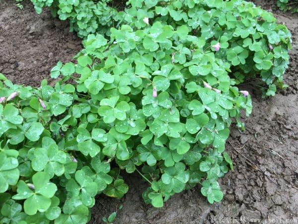 宿根花卉养殖技术：41种常见品种详解