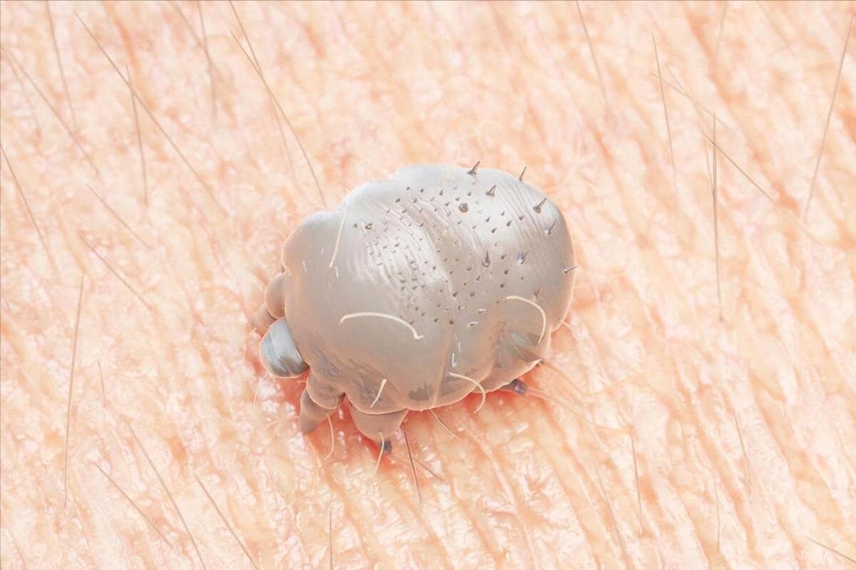 螨虫是什么样的生物（螨虫肉眼能看见吗？）