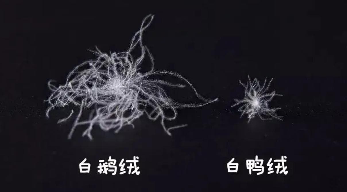 羽绒服用鹅绒会比鸭绒好吗？借助MG动画制作来传播知识