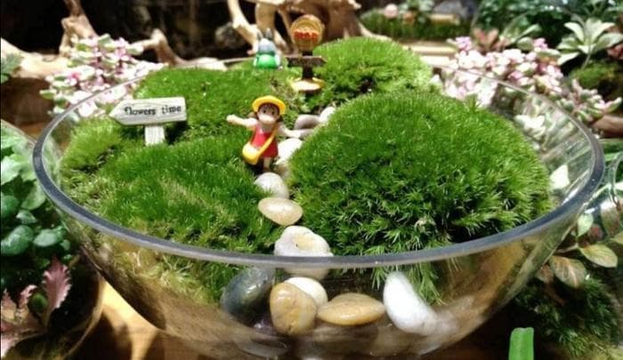 苔藓盆景制作指南：5步打造自然风雅的家居装饰