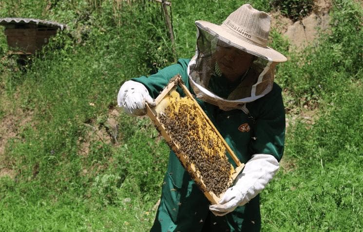 蜂王浆每天吃多少量合适？蜂王浆的食用方法及注意事项