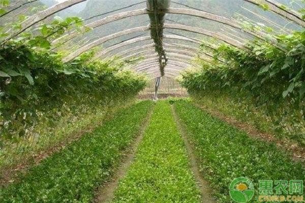 4月份适合种植什么蔬菜？