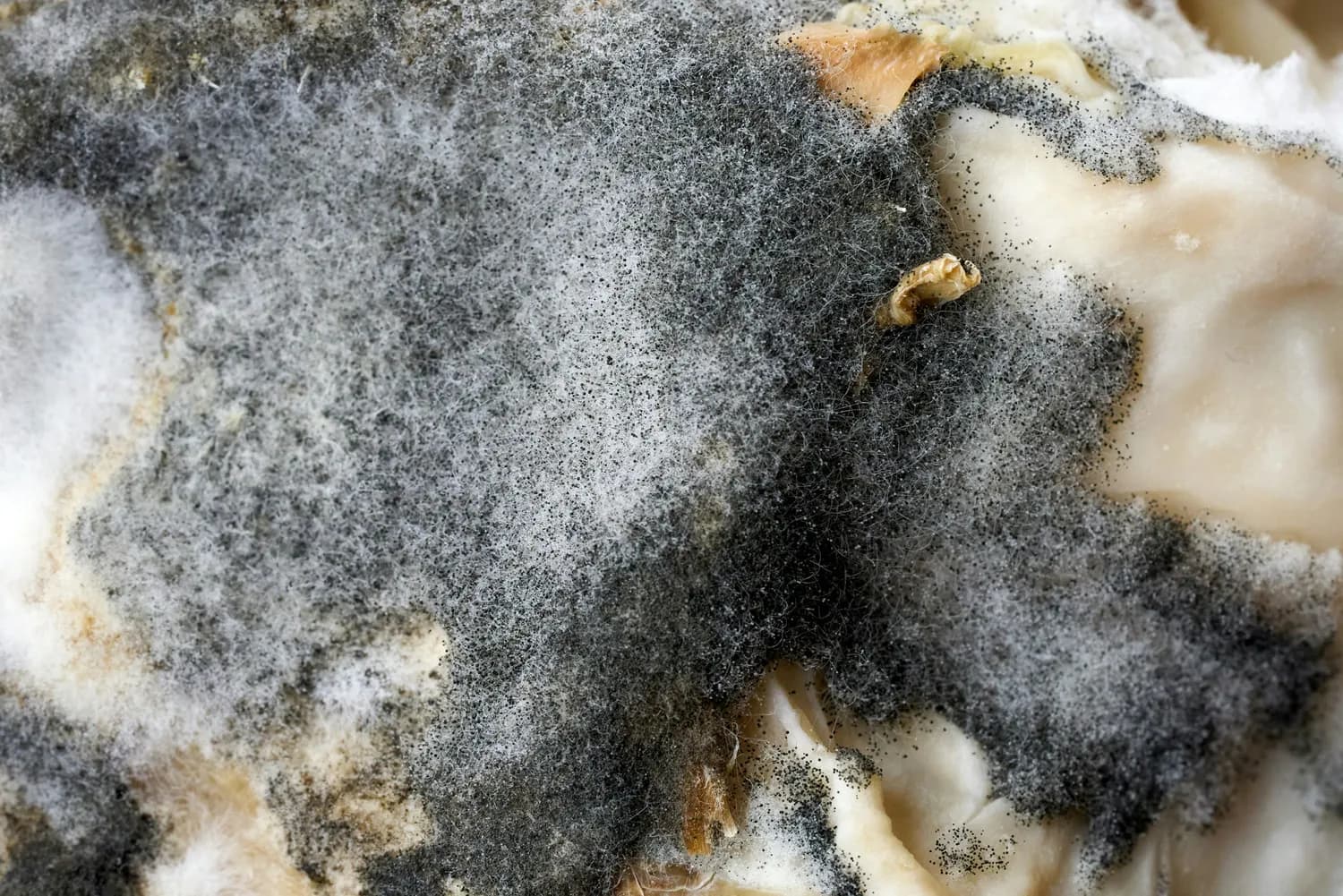 卫生间漏水引发霉菌危机！如何保护家人健康？