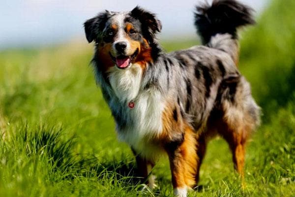 澳大利亚牧羊犬：聪明活泼的工作犬