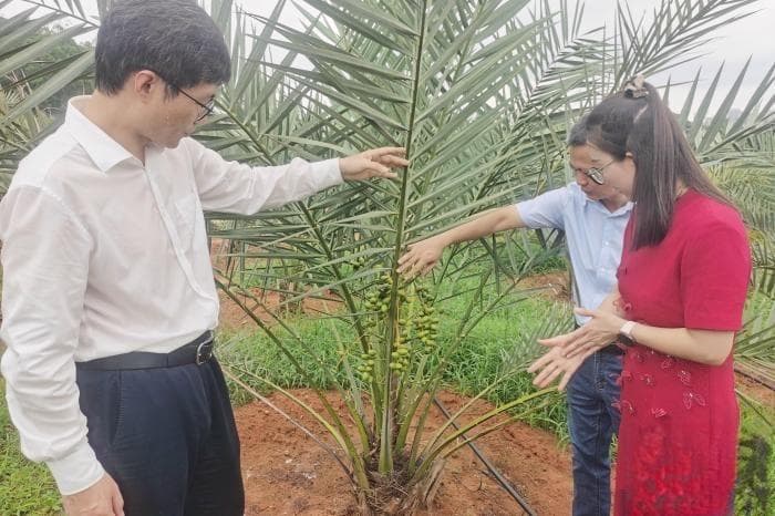一颗小椰枣，见证中阿农业合作在海南“开花结果”