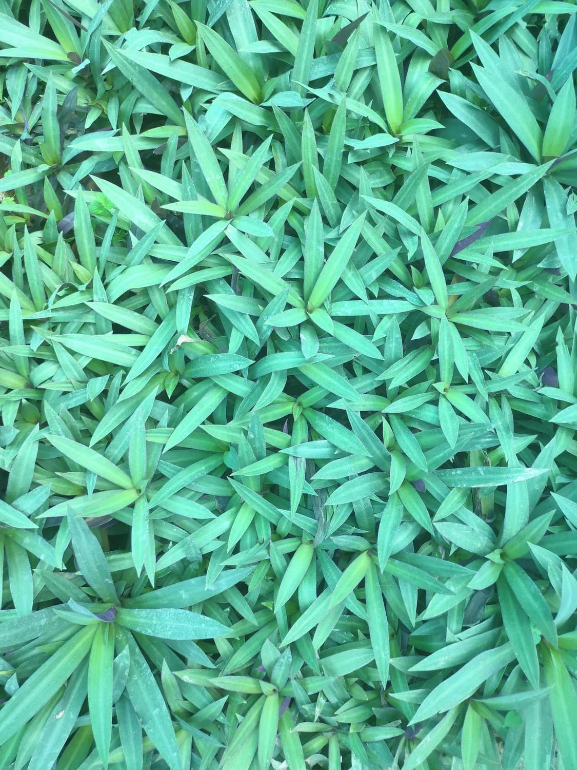 冬季养生新选择：肾精草泡水的功效与饮用指南