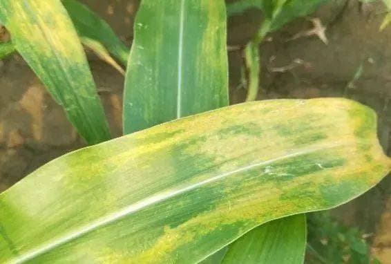 夏季玉米病虫害防治关键期：五种主要病虫害识别与防治指南