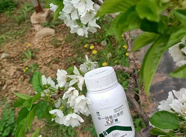 樱桃什么时候施肥好