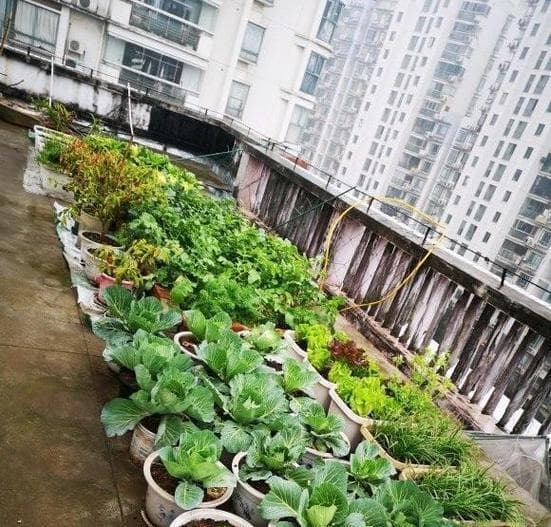 在家里种蔬菜，打造健康生活（用有机种植法打造自家农场，享受新鲜蔬果美食）