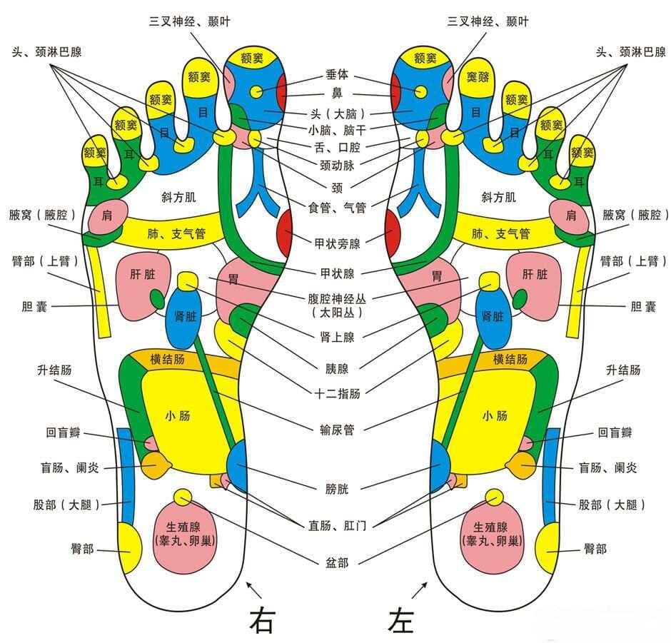 足部反射区示意图