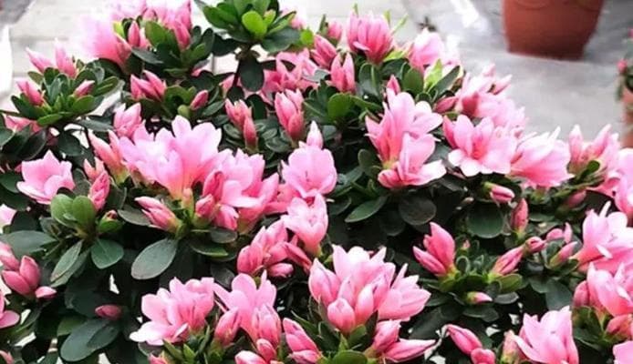 如何科学浇水杜鹃花（杜鹃花的水分需求与浇水技巧）