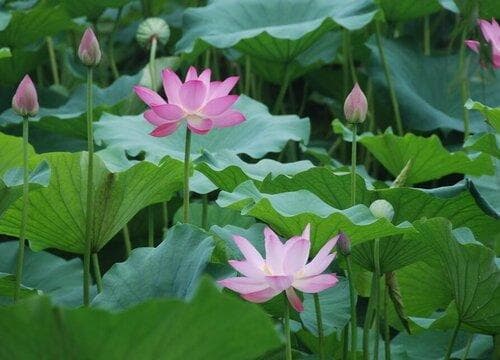 荷花生长在什么地方？花期什么时候？