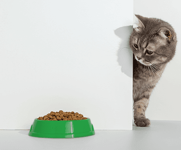 给猫咪更换食物的全面指南