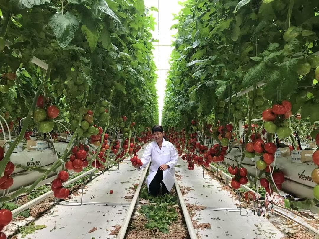 山东蔬菜何以独“蔬”一帜？科技创新助力产业高质量发展