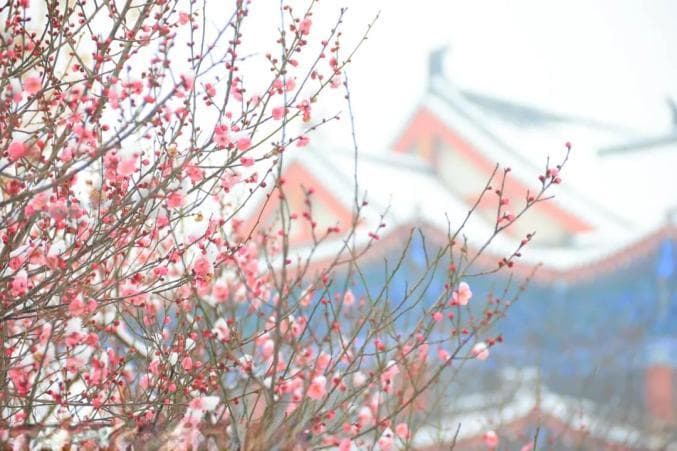 我们的传统节日·祭灶 |吃灶糖送灶君 净庭户迎新春