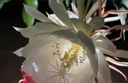 猫爪草的功效与作用及食用方法和禁忌
