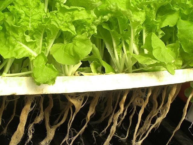 水培蔬菜需要注意的6个事项 家庭水培蔬菜常见问题