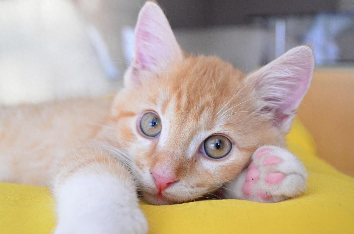 猫咪眼屎多，泪痕重，怎么办？铲屎官平时要注意这几点！