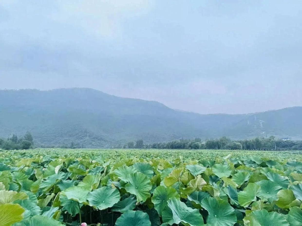 同为祛痰药，乙酰半胱氨酸和氨溴索有什么不同？