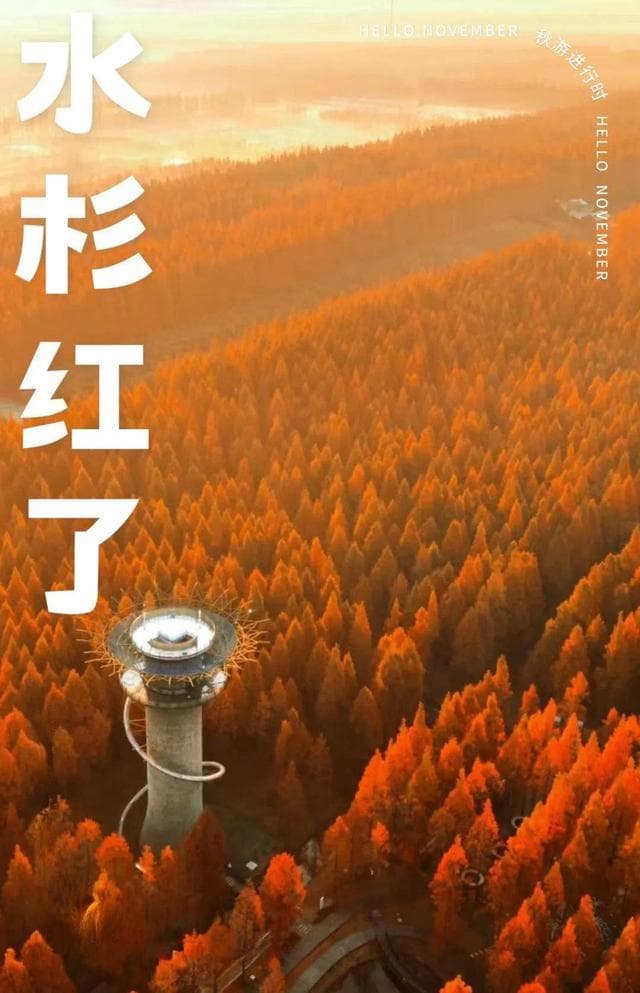 一起去盐城看红水杉吧，风景美如画