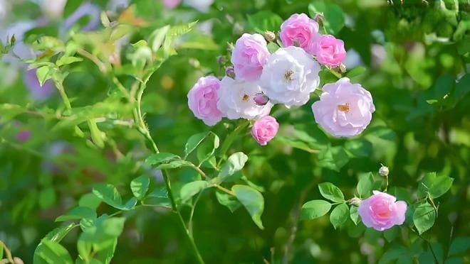 春风取花去，酬我以清阴，四首唯美的暮春诗，你值得一读