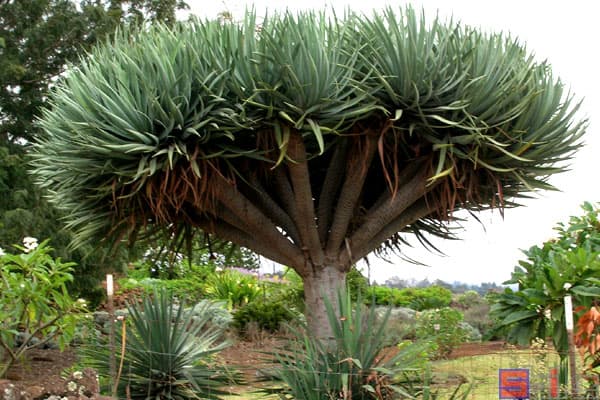 龙血树：从观赏到药用的神奇植物