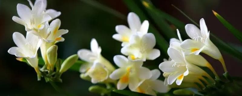 香雪兰花有没有毒？养护指南详解