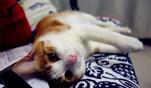 猫咪腹膜炎，治疗关键早！