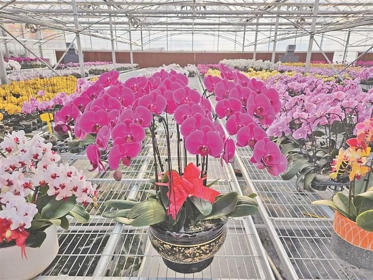 科技赋能寒冬变暖棚，黑龙江设施农业年产值近80亿