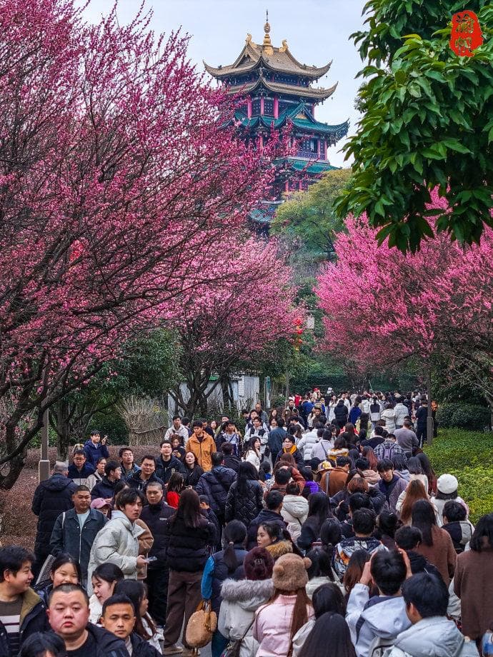重庆春日绝美打卡地！鸿恩寺的红梅与古阁，不要门票却美到窒息
